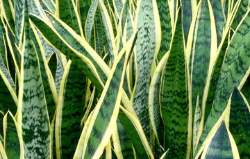 SANSEVIERIA LAURENTII